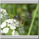 Gasteruption cf assectator - Gichtwespe w01 9mm hsk.jpg